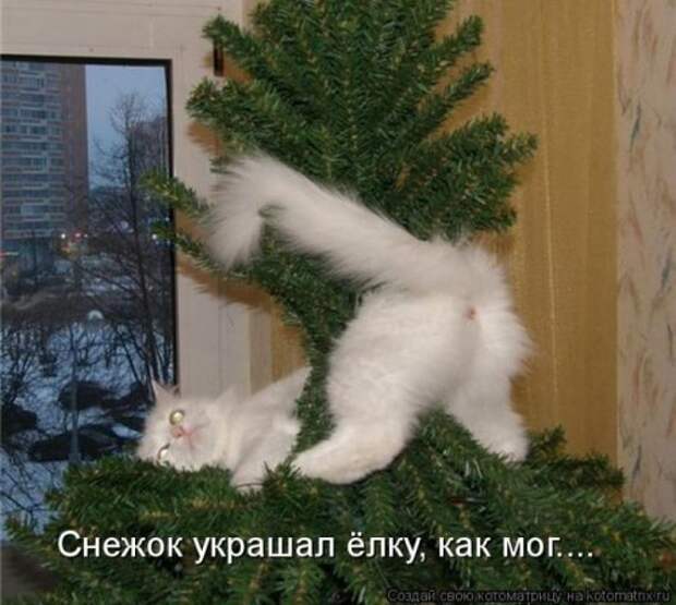 Лучшие котоматрицы недели, 35 шт.