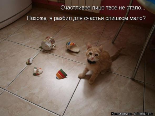 Котоматрицы(картинки с надписями)