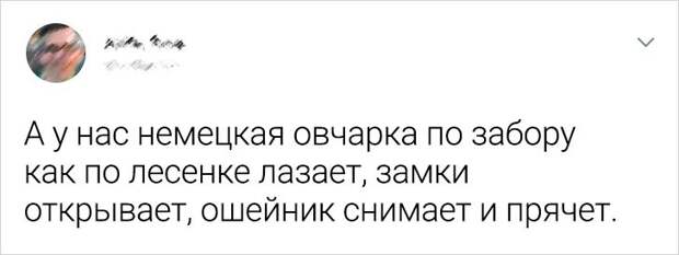 20+ доказательств того, что пушистые мордахи намного умнее, чем мы привыкли считать