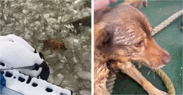 Российские моряки спасли собаку, застрявшую в ледяной воде