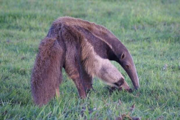 anteater
