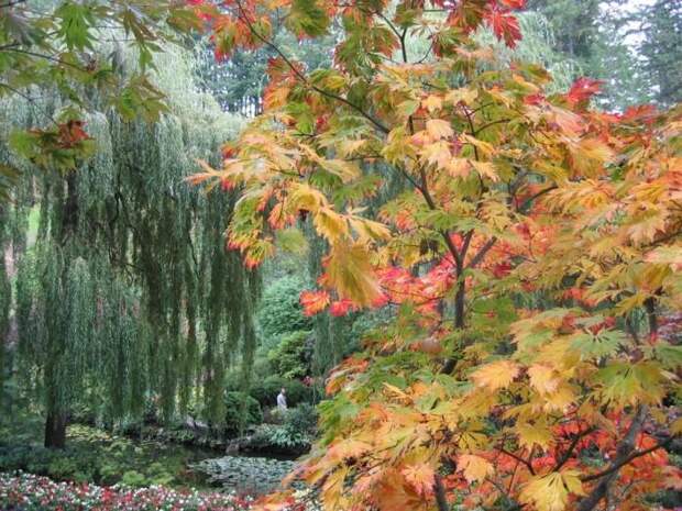 Место чарующее своей красотой и живой природой - The Butchart Gardens. 