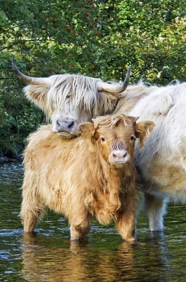 Хайленд, хайлендская порода — шотландская порода коров, имеющих длинные рога и длинную волнистую шерсть разной окраски: чёрной, пятнистой, красной, жёлтой или буланой буренки, животные, интересное, коровы, красота, породы