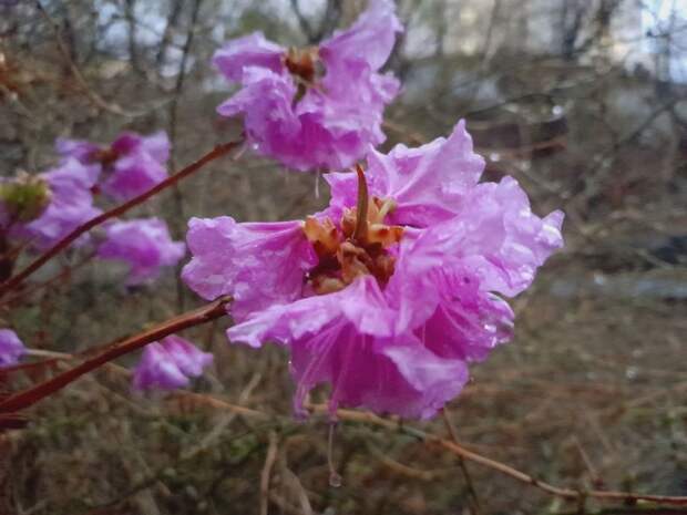 Владивосток в среду обойдётся без дождя