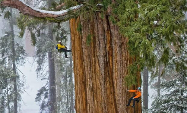 Самое высокое дерево на Земле уже достигло 116 метров и продолжает расти