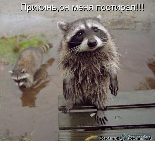 Смешные кошки в котоматрице 13
