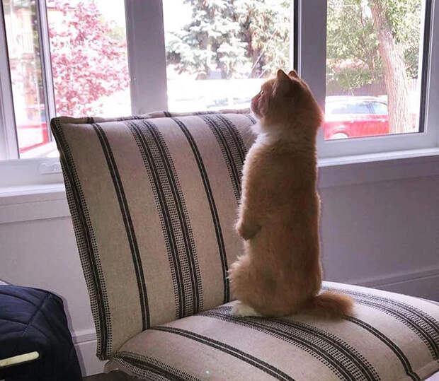 Без кота и жизнь не та