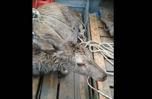 В Новороссийске мужчина выловил в море тонущего оленя