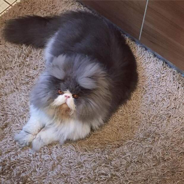 Is This A Cat Or A Sheep?