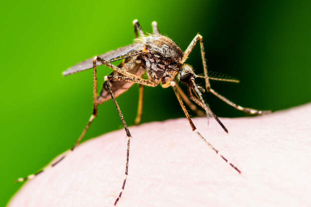 Врач Болибок: комары могут заразить человека лихорадкой Западного Нила