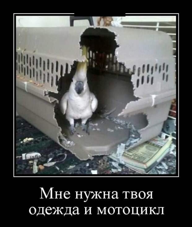 Демотиваторы