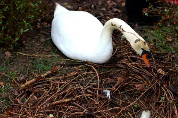Лебеди отложили яйца на берегу пруда в Гагаринском парке Симферополя