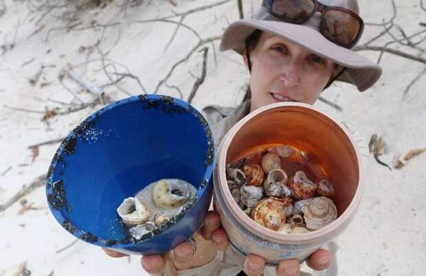 Полмиллиона крабов-отшельников погибают, пытаясь построить свои дома в пластиковом мусоре