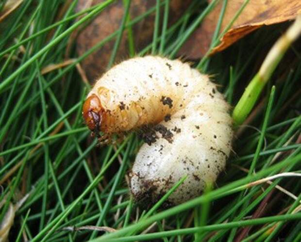 хрущ личинка майского жука