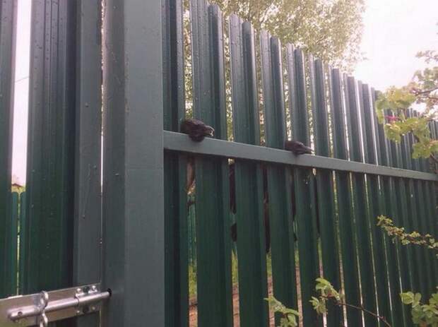 Забор - ловушка для ворон