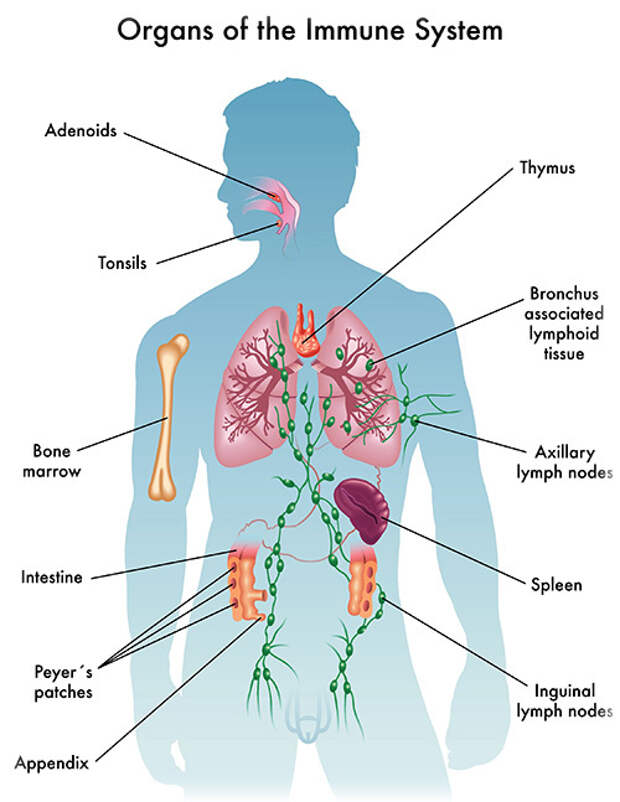 Здоровая лимфосистема – сильный иммунитет
