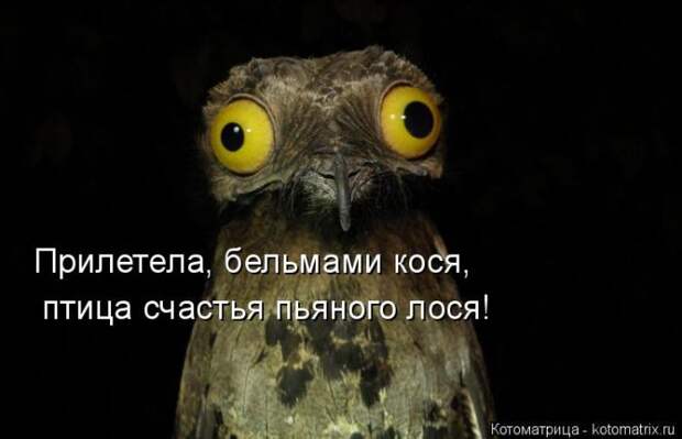 Лучшие котоматрицы недели (50 фото)