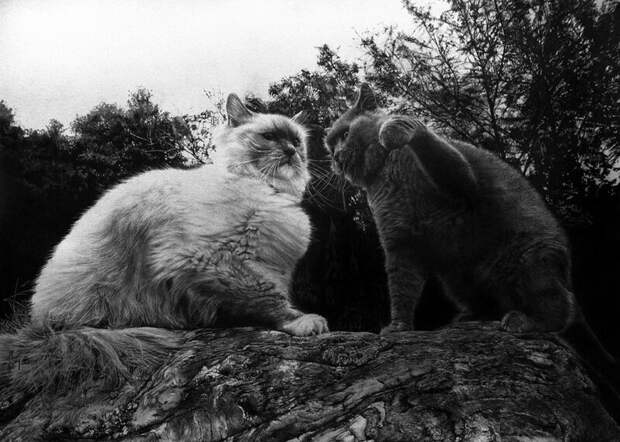 Мастер карандашного наброска — Пол Ланг
