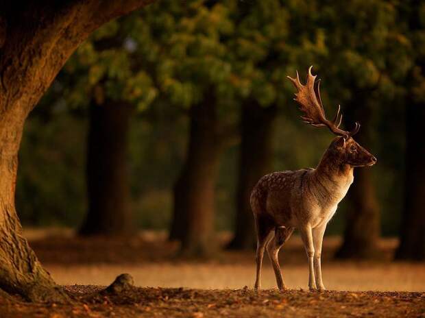 Лучшие фотографии от National Geographic за 2012 год national geographic, дикая природа, животные, лучшие фотографии, природа