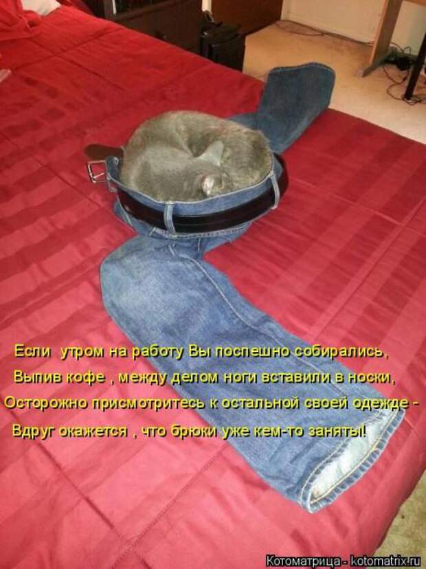 Котоматрицы(картинки с надписями)