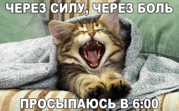 Смешные фото приколы и мемы с котами и кошками Смешные фото приколы и мемы с котами и кошками животные, коты, прикол, юмор