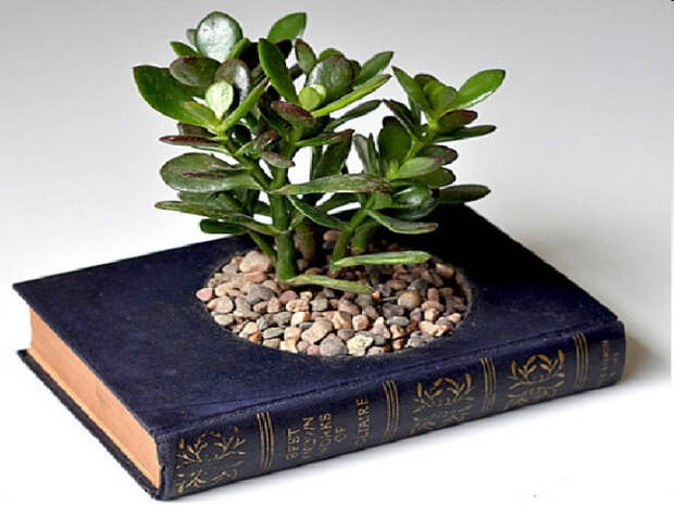 Даже старые книги можно превратить в необычный горшок для растений.
