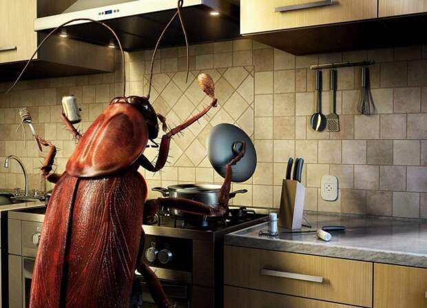 Сегодня вряд ли таракана будут считать хозяином дома./Фото: magiya.guru