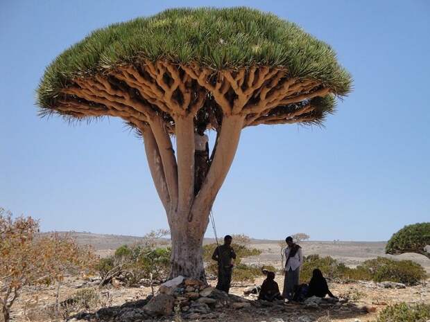 Удивительный остров Сокотра Socotra11 Удивительный остров Сокотра