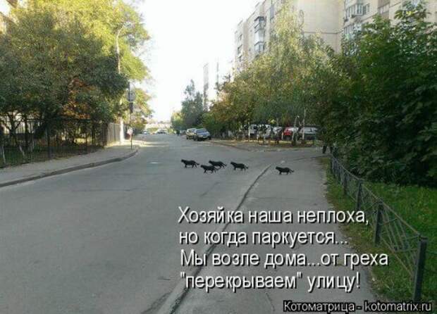 Свежая котоматрица (32 фото)