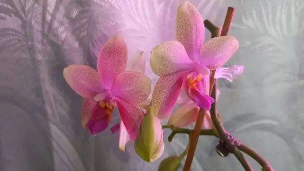 Как сделать так. чтобы орхидея нарастила отличные корни при помощи полива