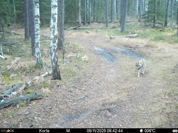 В Рязанской области в Окском заповеднике сфотографировали медведя, рысь и волков