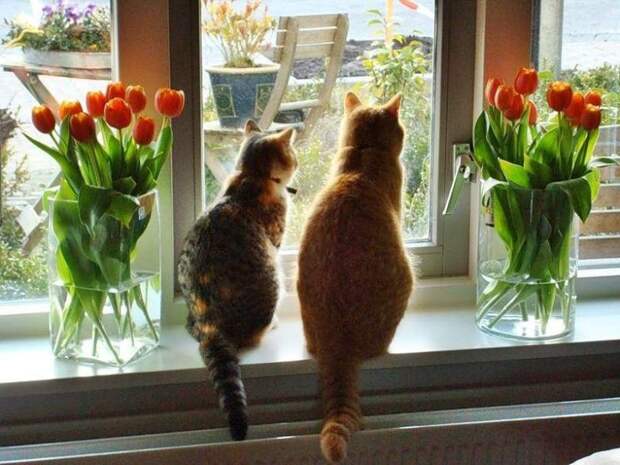 Животные, которые обожают подсматривать