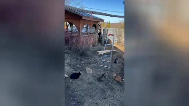 Аттракцион с колбасой для дачных котов разобьет вам сердце