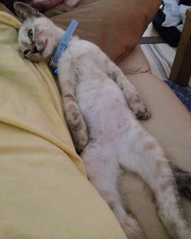 Без кота и жизнь не та