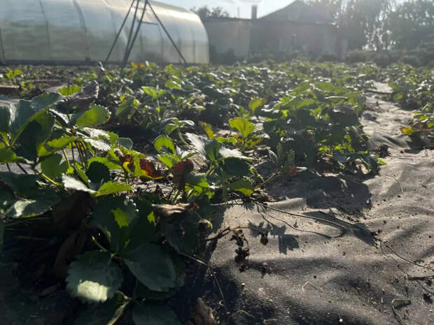 Соседка выносит с грядки тазами, а вы — горстку кислятины: три весенних коктейля для клубники, которые включают режим «плодоношение»