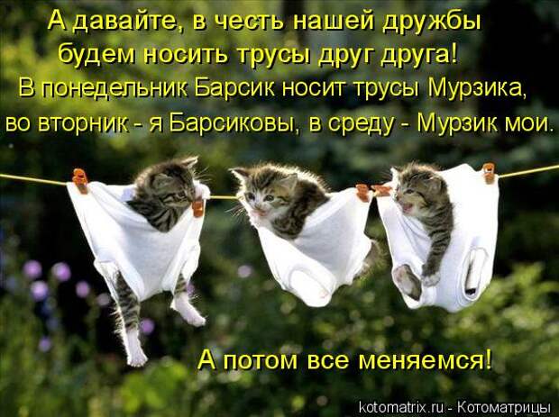 Котоматрица: А давайте, в честь нашей дружбы  будем носить трусы друг друга! В понедельник Барсик носит трусы Мурзика,  во вторник - я Барсиковы, в среду - М