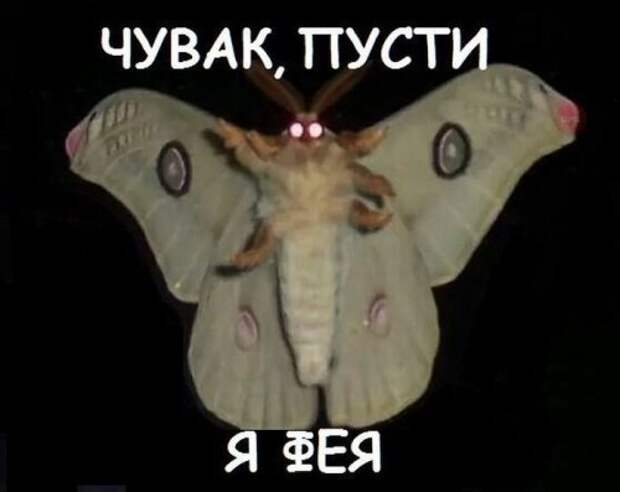 Смешные фотомемы (19 шт)