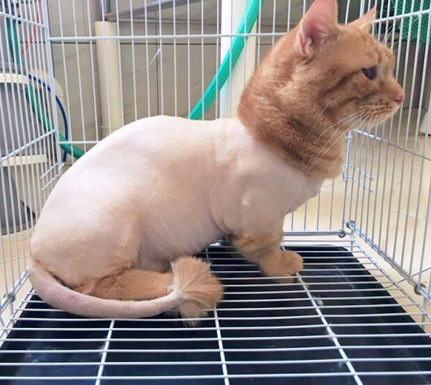 Уморительные, но стильные домашние зверюги