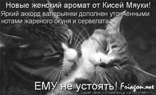 Котоматрица про Любовь