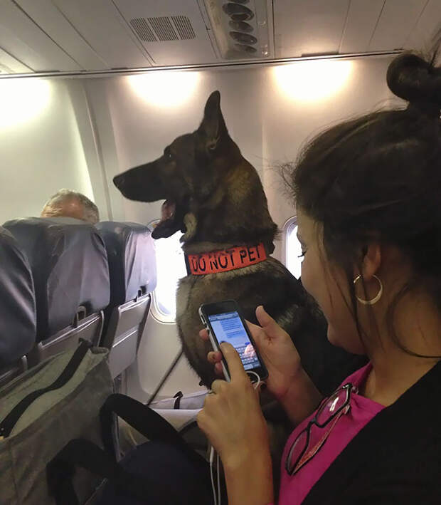 On My Flight Tonight, I Sat Two Seats Away From An Air Force K-9 Bomb Dog. The Dog Had Its Own Seat And Everything On My Flight Tonight, I Sat Two Seats Away From An Air Force K-9 Bomb Dog. The Dog Had Its Own Seat And Everything