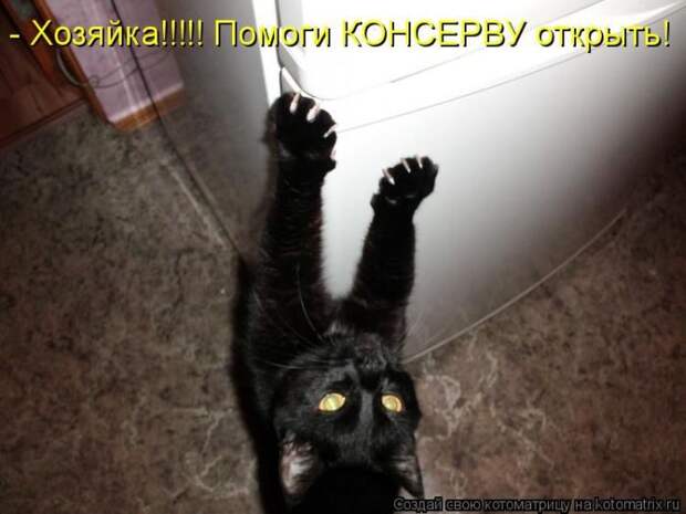 Лучшие котоматрицы недели