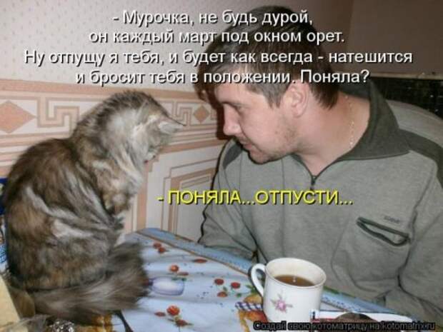 Лучшие котоматрицы недели (28 шт)