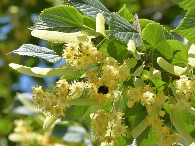Липа Амурская цвет