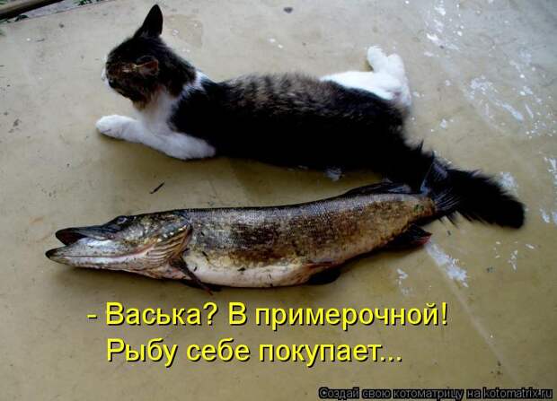 Котоматрица: - Васька? В примерочной!  Рыбу себе покупает...