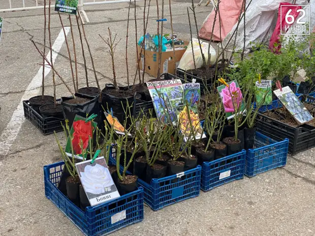 В Рязани работа ярмарки «Сад-огород» продлена до 30 апреля