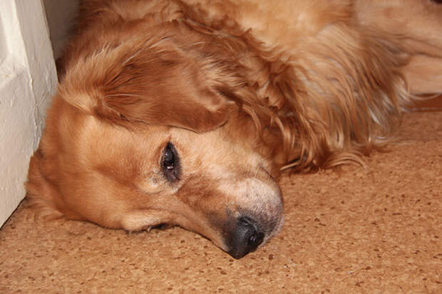 Рассказы о животных 88. Человек друг и другие маленькие истории