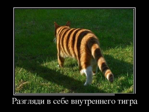 Демотиваторы Демотиваторы
