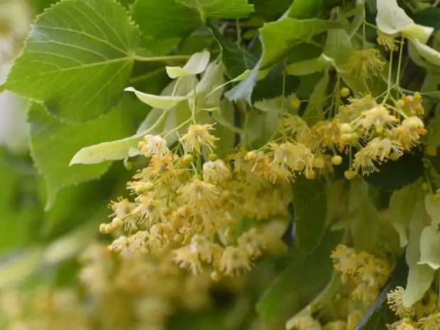 Липа мелколистная лист