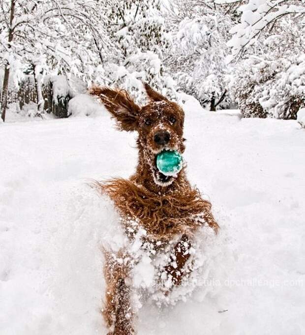 Собаки на снегу