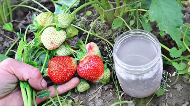 Клубника завалит урожаем крупных, сладких ягод, если подкормить её этим копеечным средством весной